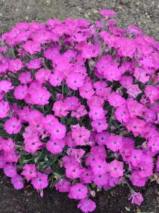 Gożdzik  'Paint the Town Fuchsia' - Dianthus   'Paint the Town Fuchsia'