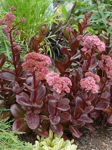 Rozchodnik wielki 'Chocolate Drop' - Sedum telephium  'Chocolate Drop'