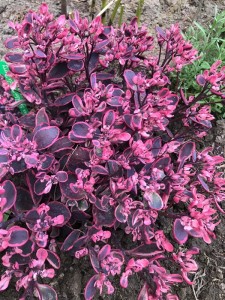 Rozchodnik 'Sunsparkler Dream Dazzler' - Sedum 'Sunsparkler Dream Dazzler'