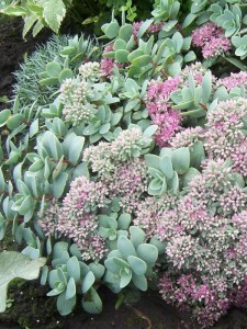 Rozchodnik Ewersa  - Sedum ewersii