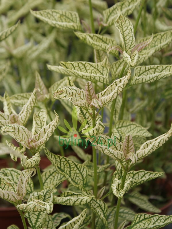 Słoneczniczek szorstki 'Loraine Sunshine' - Heliopsis helianthoides 'Loraine Sunshine'