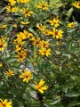 DSC04748.JPG