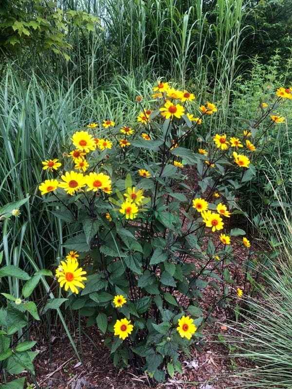 Słoneczniczek szorstki  'Summer Nights'  - Heliopsis helianthoides var. scabra 'Summer Nights' 