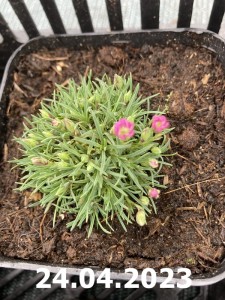 Goździk drobnołuskowy  -  Dianthus microlepis