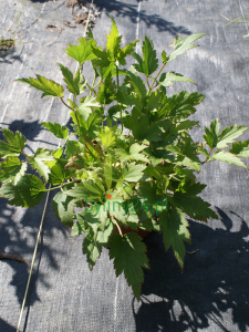 Zawilec mieszańcowy 'Whirlwind' - Anemone hybrida 'Whirlwind' (id: 607)