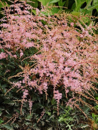 Astilbe chinensis 'Spotlight'