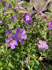 Bodziszek Rozanne 'Gerwat' - Geranium Rozanne 'Gerwat' 