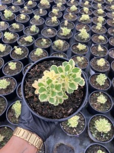 Sedum takesimense ‘Atlantis