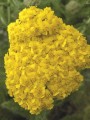 Krwawnik pospolity " Desert Eve Yellow' - Achillea millefolium Desert Eve Yellow (id: 785)