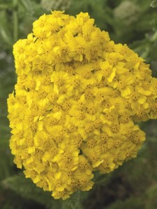 Krwawnik pospolity " Desert Eve Yellow' - Achillea millefolium Desert Eve Yellow