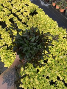 Dąbrówka rozłogowa 'Mini Mahogany'  - Ajuga reptans 'Mini Mahogany' 