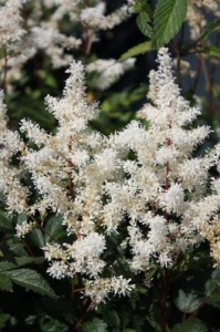 Tawułka  'Rock and Roll'