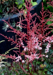 Tawułka  'Delft Lace'