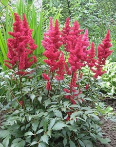 Tawułka Arendsa 'Fanal' - Astilbe × arendsii 'Fanal'