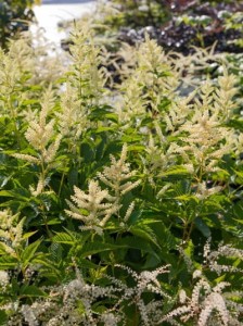 Parzydło  "Sparkles' 