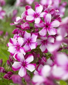 Floks wiechowaty  "Neon Flare Blue"  -  Phlox paniculata 'Neon Flare Blue
