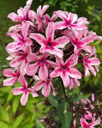 Floks wiechowaty 'Palmyra' - Phlox paniculata 'Palmyra'
