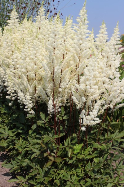 Astilbe Happy Spirit.jpg