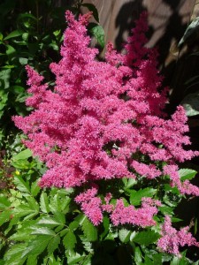 Tawułka 'Younique Ruby Red'