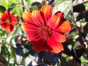 Słoneczniczek szorstki 'Fire Twister' - Heliopsis helianthoides 'Fire Twister'