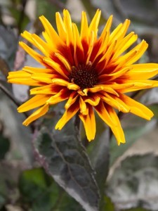 Słoneczniczek szorstki 'Yellow Spider' -  Heliopsis helianthoides 'Yellow Spider'