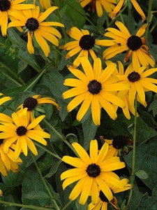 Rudbekia błyskotliwa 'Pot of Gold' -  Rudbeckia fulgida 'Pot of Gold'