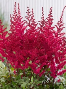 Tawułka chińska 'Visions Volcano' Astilbe chinensis