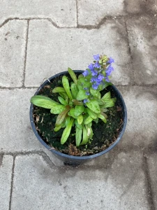 Ajuga 'Fancy Finch'