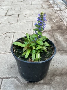 Ajuga 'Fancy Finch'