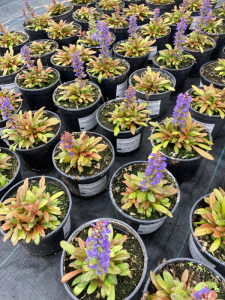 Dąbrówka Feathered Friends 'Fancy Finch' - Ajuga 'Fancy Finch' 