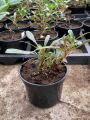 Gaura lindheimeri 'Giggles White