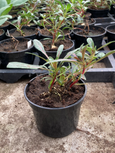 Gaura lindheimeri  'Giggles White'