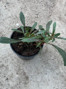 Gaura lindheimeri 'Giggles White