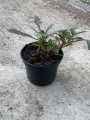 Gaura lindheimeri 'Giggles White