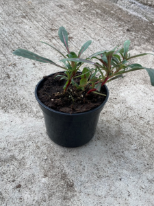 Gaura lindheimeri 'Giggles White