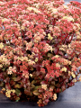 Photo(s) courtesy of TERRA NOVA® Nurseries, Inc.