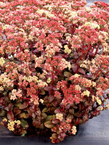 Rozchodnik 'Peach Pearls'  - Sedum 'Peach Pearls'