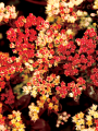 Photo(s) courtesy of TERRA NOVA® Nurseries, Inc.
