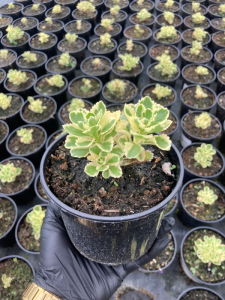 Rozchodnik ‘Atlantis’ - Sedum takesimense ‘Atlantis