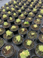 Sedum takesimense ‘Atlantis