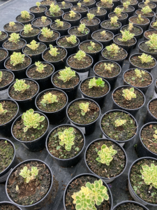 Sedum takesimense ‘Atlantis