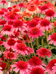 Jeżówka 'Cara Mia Carmine' - Echinacea 'Cara Mia Carmine'