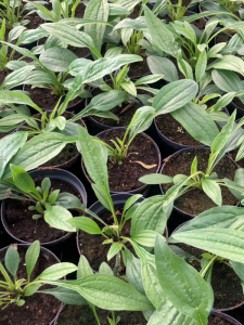 Echinacea 'Sensation Pink'