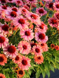 Jeżówka 'Fresco Apricot' - Echinacea 'Fresco Apricot'