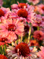 batch_Echinacea-Fresco-Apricot-10.png