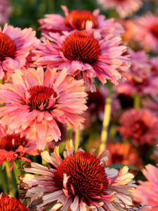 batch_Echinacea-Fresco-Apricot-10.png
