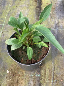 Echinacea 'Meditation White'