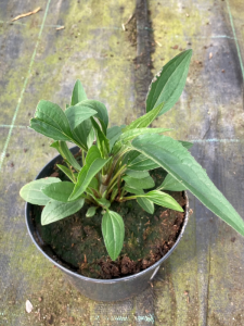 Echinacea 'Meditation White'