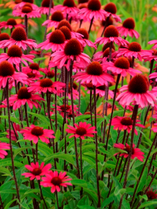 Jeżówka 'Sensation Pink' -  Echinacea 'Sensation Pink'
