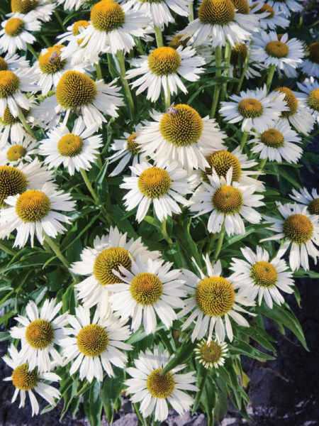Echinacea 'Meditation White'